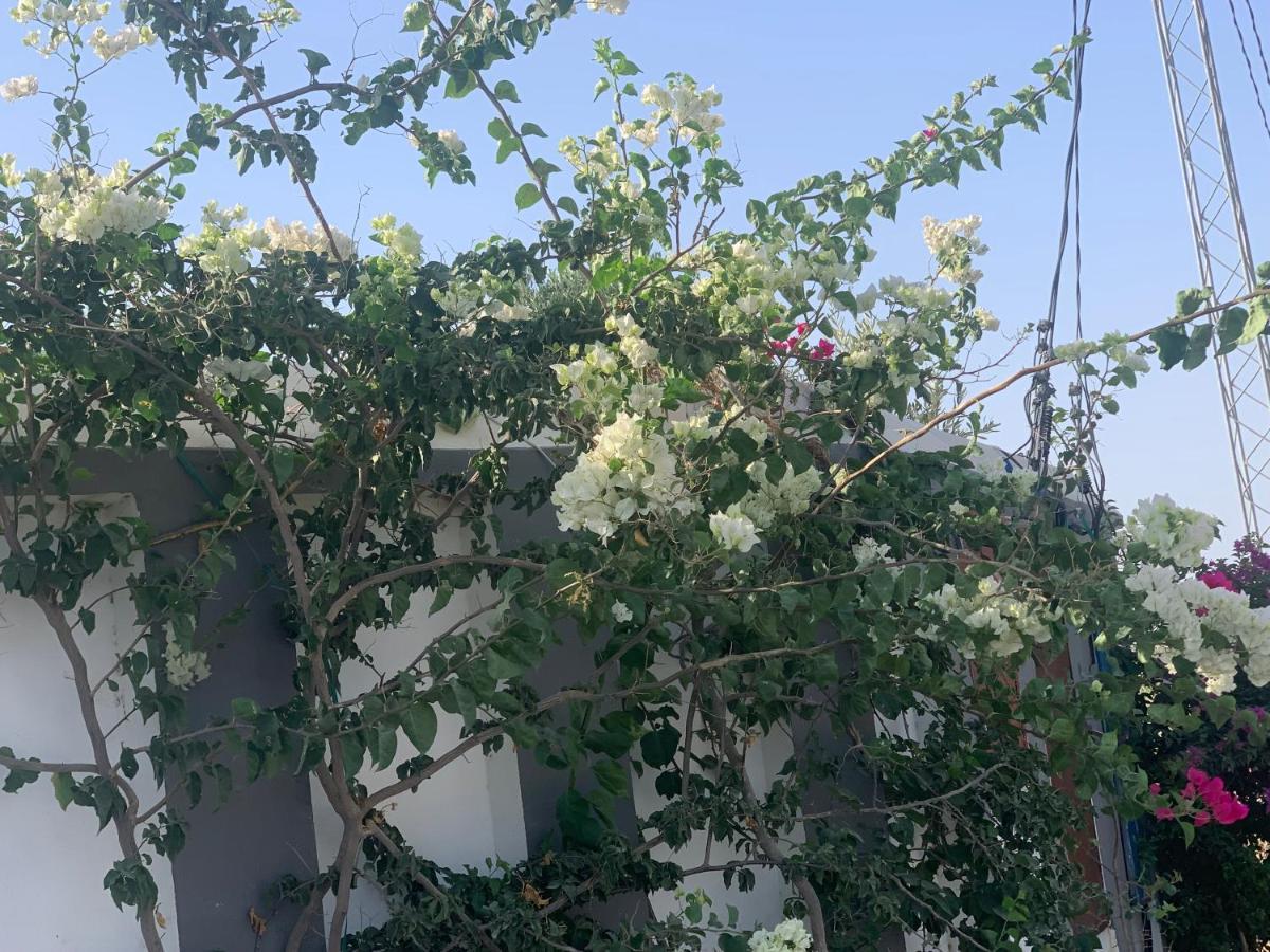 Villa Olivia, Yasmine Hammamet, Bouficha Buitenkant foto